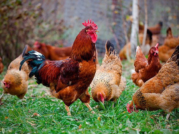 Породы куриц | ЗооТом - продажа, вязка и услуги для животных в Розе