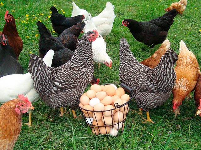 Содержание кур и уход за ними | ЗооТом - продажа, вязка и услуги для животных в Розе