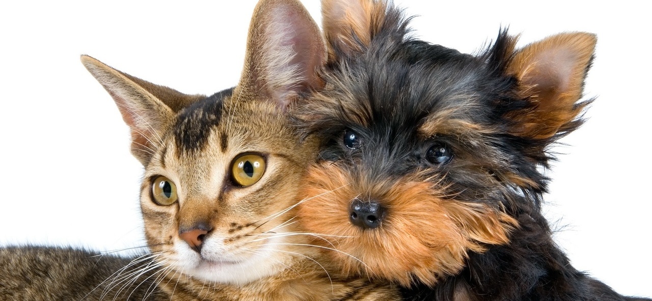 Доска объявлений о животных | ЗооТом - продажа, вязка и услуги для животных в Розе