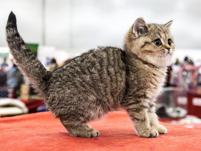 Породы кошек в Розе | ЗооТом портал о животных