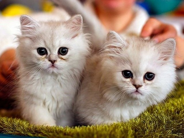 Породы кошек в Розе | ЗооТом портал о животных