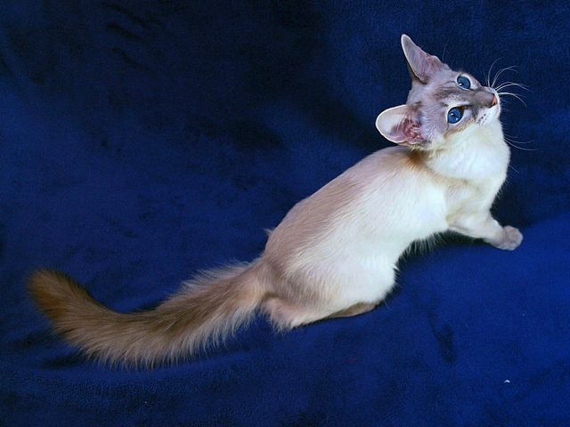 Выведенные породы кошек в Розе | ЗооТом портал о животных