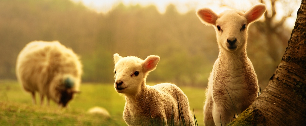 Объявления о сельскохозяйственных животных | ЗооТом - продажа, вязка и услуги для животных в Розе