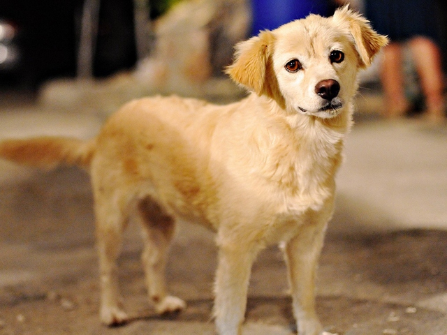 Породы собак в Розе | ЗооТом портал о животных