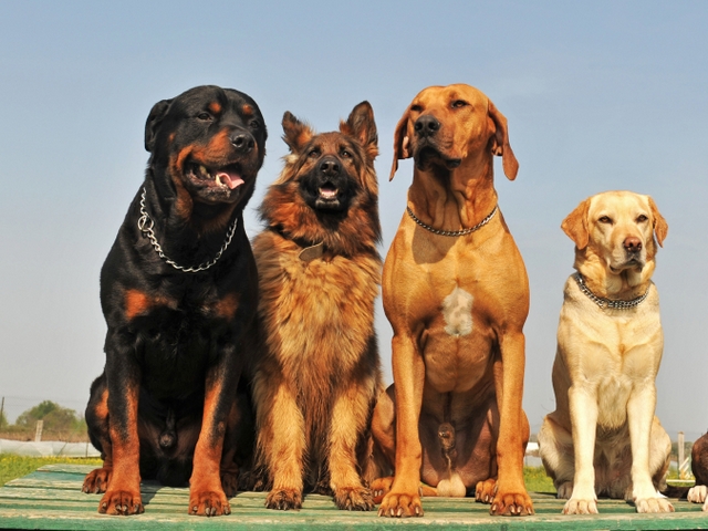 Крупные породы собак в Розе | ЗооТом портал о животных