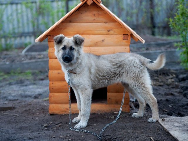 Все о собаках в Розе Все о собаках в Розе
